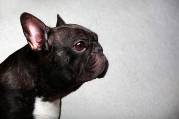 French Bulldog portrait
