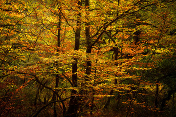 Obraz premium fall_1