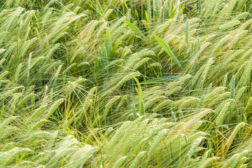 barley field closeup
