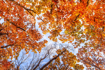 Seeing sky covered with colorful leaves at fall