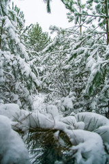 Obraz premium winter coniferous forest