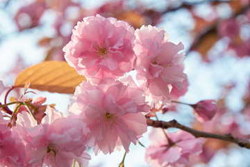 A blooming cherry tree with delicate pink terry flowers in the spring.