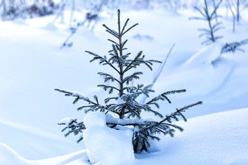 Little spruce in the winter forest