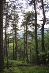 Wald bei den Fall of Foyers, beim Loch Ness