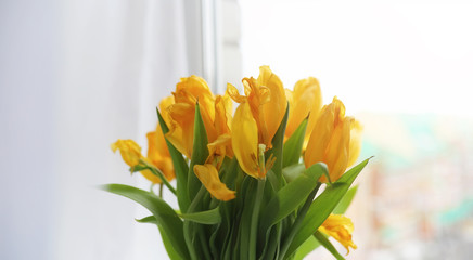 Naklejka premium A bouquet of red tulips in a vase on the windowsill. A gift for 
