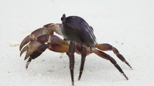Crab with raised claws walking on white sand beach closeup
