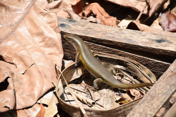 Bali Skink, Ubud, Bali, Indonesia