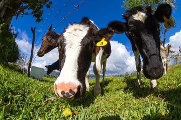 Tuinposter Koe dairy cow in a pasture  © wollertz