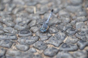 Chalky Percher dragonfly (Diplacodes trivialis), Ubud, Bali, Indonesia