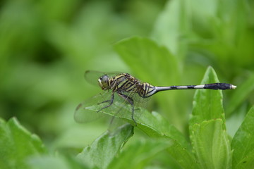 Slender Skimmer (Orthetrum sabina), Flores, Indonesia