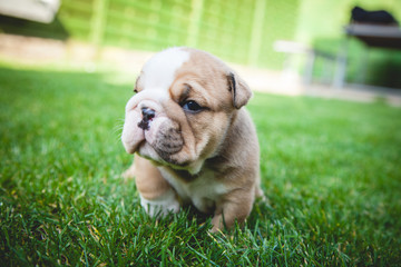 buldog agielski © Adrian