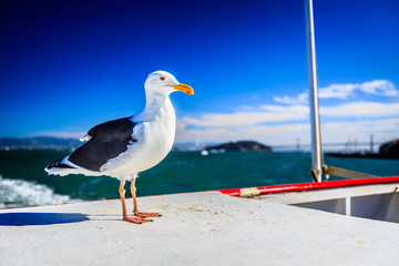 a mew gull