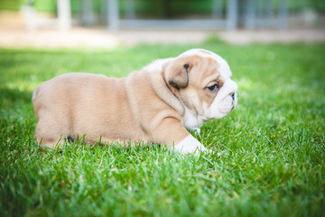 buldog agielski © Adrian
