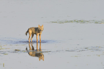 Naklejka premium Europäischer Grauwolf bei der JagdEuropäischer Grauwolf bei der Jagd