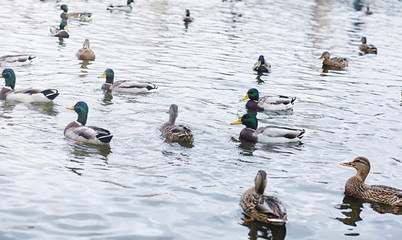 Birds on the pond. A flock of ducks and pigeons by the water. Mi