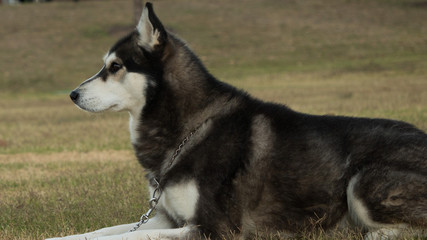 Siberian Husky