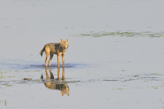 Europ&auml;ischer Grauwolf bei der Jagd







Europ&auml;ischer Grauwolf bei der Jagd