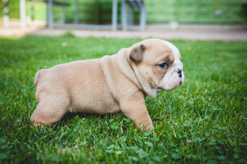 buldog agielski © Adrian