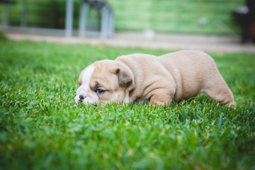 buldog agielski © Adrian