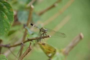 Fototapeta premium Slender Skimmer (Orthetrum sabina), Flores, Indonesia