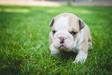 buldog agielski © Adrian