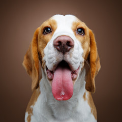 beautiful beagle dog girl