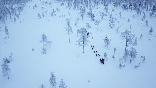 Aerial view of tourists dogsledding in the white and frozen arctic winter of Finnish Lapland. Riisitunturi, Ruka, Finland.