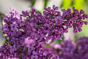 violette Fliederblüte