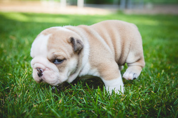 buldog agielski © Adrian
