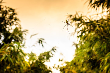 A spider on the web