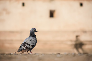 Close up pigeons on old wall background.