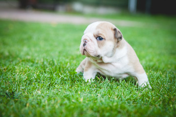 buldog agielski © Adrian