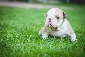 buldog agielski © Adrian