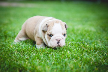 buldog agielski © Adrian