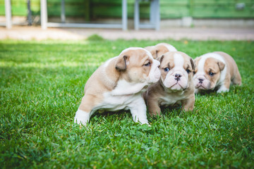 buldog agielski © Adrian