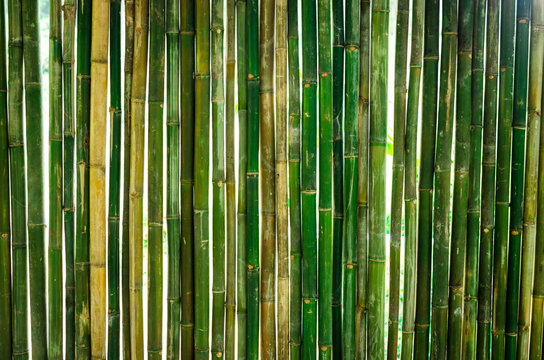 The green bamboo are making for house wall.