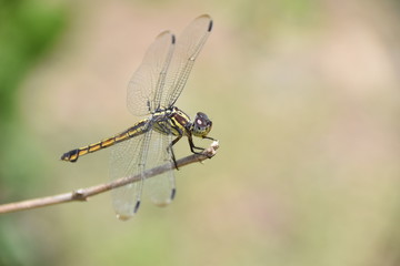 Swampwatcher dragonfly (Potamarcha congener, female), Flores, Indonesia
