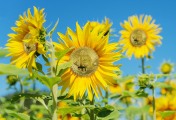 Bitcoin grows like a sunflower