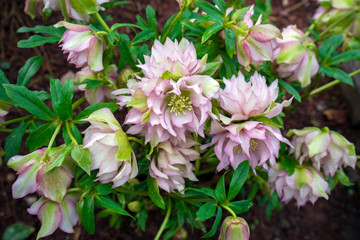 Helleborus Pink Lady flowers blooming in early spring in the garden