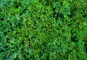 Arborvitae Thuja occidentalis is an evergreen coniferous tree