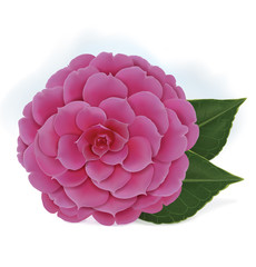 Single blooming pink camelia japanese rose isolated on a white background. Vector illustration