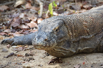 Komodo Dragon, Indonesia