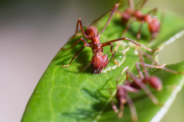 Leaf cutter ants