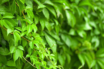 Outdoors shot of pretty spring leaves with shallow focus behind it