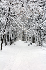 Snow-covered branches of trees after snowfall