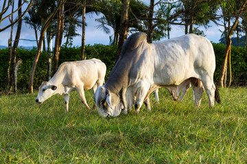 brahman cattle - Bos Indicus