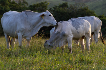 brahman cattle - Bos Indicus