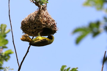 Weaver bird