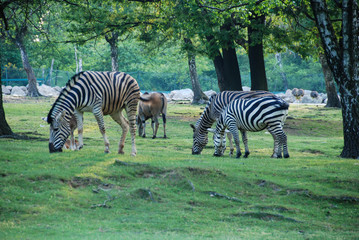 Fototapeta na wymiar A group of zebras eating