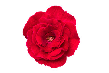 Close up single red rose flower with more details and sharpness in white background isolated. 